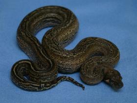 Leopardboa inca phase