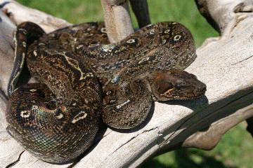 Leopardboa Wechselbild